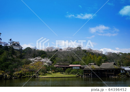 玄宮園　国宝　彦根城　天守閣　桜 64396452