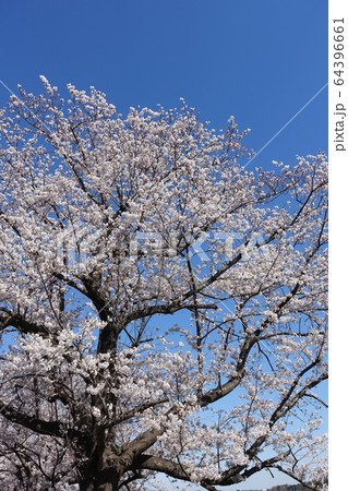 見沼田んぼの桜 見沼田んぼの桜 64396661