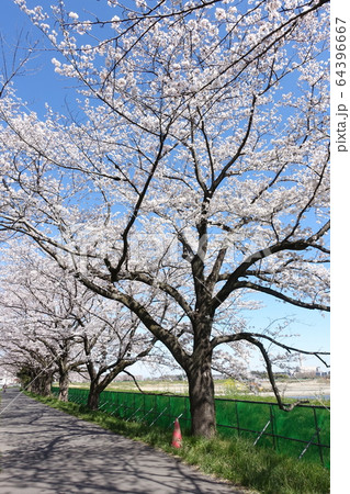 見沼田んぼの桜 見沼田んぼの桜 64396667