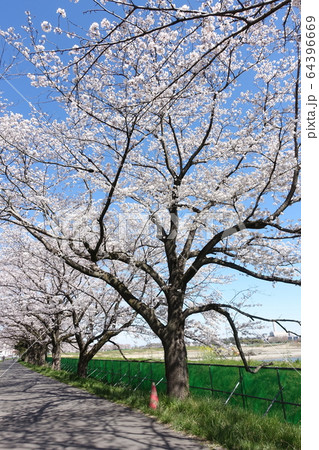 見沼田んぼの桜 見沼田んぼの桜 64396669