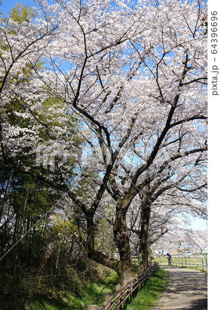 見沼田んぼの桜 見沼田んぼの桜 64396696