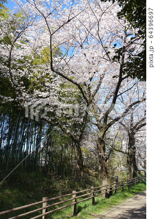 見沼田んぼの桜 64396697