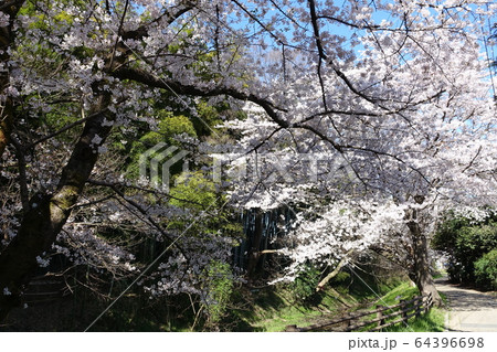 見沼田んぼの桜 64396698