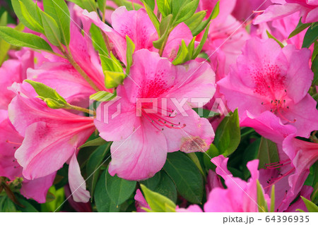 ツツジ 64396935