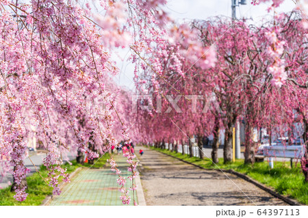 日中線のしだれ桜　福島県喜多方市 64397113