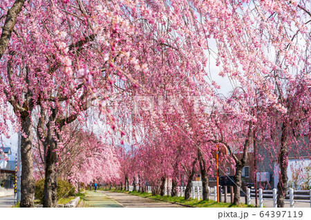 日中線のしだれ桜 福島県喜多方市 日中線のしだれ桜 福島県喜多方市 64397119