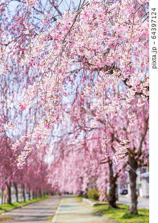 日中線のしだれ桜　福島県喜多方市 64397124