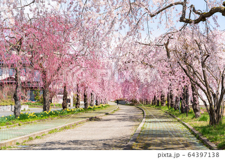日中線のしだれ桜　福島県喜多方市 64397138