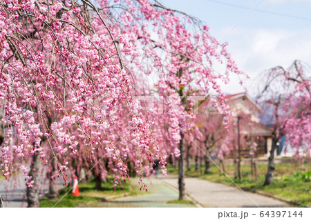 日中線のしだれ桜 福島県喜多方市 日中線のしだれ桜 福島県喜多方市 64397144