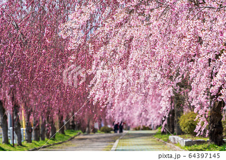日中線のしだれ桜　福島県喜多方市 64397145