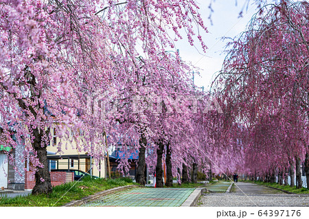 日中線のしだれ桜　福島県喜多方市 64397176