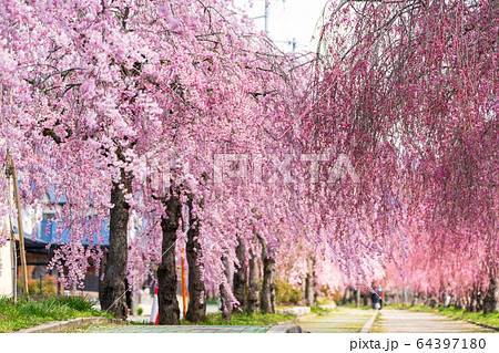 日中線のしだれ桜 福島県喜多方市 日中線のしだれ桜 福島県喜多方市 64397180