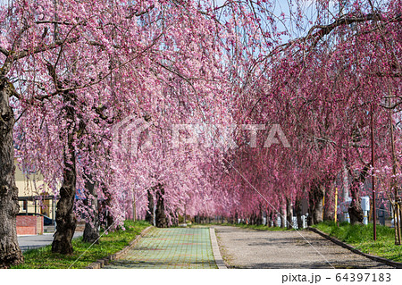 日中線のしだれ桜　福島県喜多方市 64397183