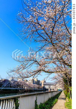 東京・江東区・小名木川の桜 東京・江東区・小名木川の桜 64397833