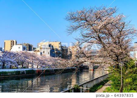 東京・江東区・小名木川の桜 東京・江東区・小名木川の桜 64397835