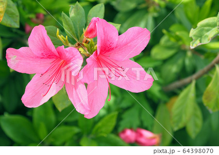 ツツジ 64398070
