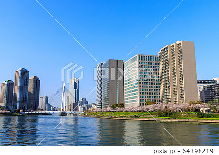東京 隅田川テラスの桜と中央大橋の写真素材