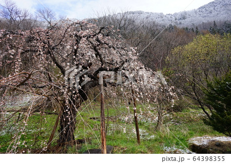 もうすぐ満開二升石のモリオカシダレ もうすぐ満開二升石のモリオカシダレ 64398355