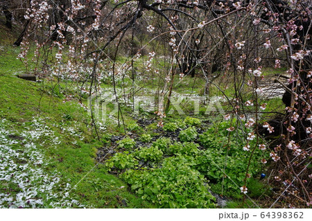 もうすぐ満開二升石のモリオカシダレ 64398362