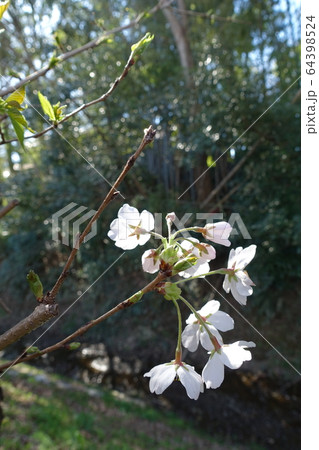 見沼田んぼの桜 見沼田んぼの桜 64398524