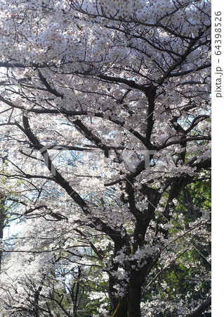 見沼田んぼの桜 見沼田んぼの桜 64398526