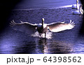 白鳥　テレマーク姿勢 64398562