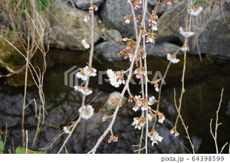 もうすぐ満開二升石のモリオカシダレ 64398599