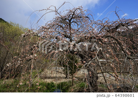 もうすぐ満開二升石のモリオカシダレ 64398601
