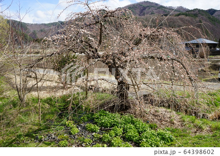 もうすぐ満開二升石のモリオカシダレ 64398602