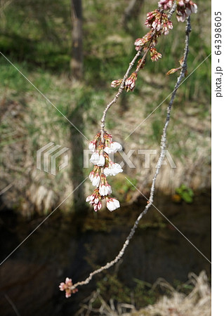 もうすぐ満開二升石のモリオカシダレ もうすぐ満開二升石のモリオカシダレ 64398605