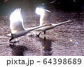 白鳥　揃いのダッシュ 64398689