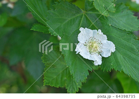 白いカジイチゴの花 白いカジイチゴの花 64398735