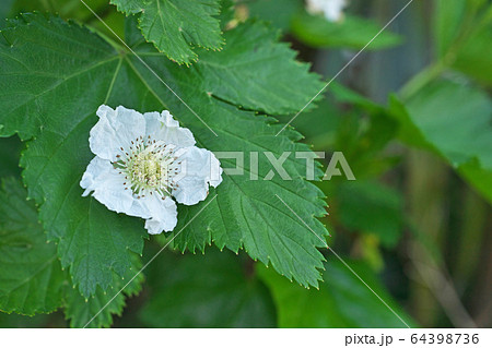 白いカジイチゴの花 白いカジイチゴの花 64398736
