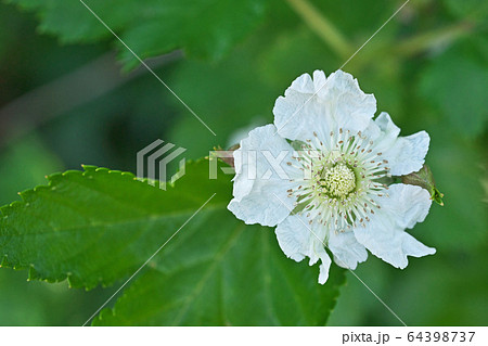 白いカジイチゴの花 白いカジイチゴの花 64398737