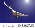 白鳥　大空に舞う 64398783