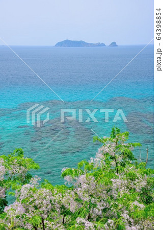 <奄美大島> 海岸線に咲くセンダンの花 4 <奄美大島> 海岸線に咲くセンダンの花 4 64398854