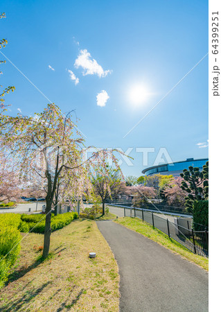 日本の春 楽歩堂前橋公園の桜の風景 64399251
