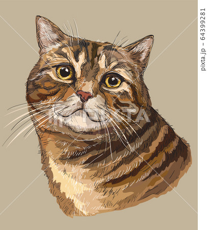 Vector hand drawing colorful cat 1 64399281