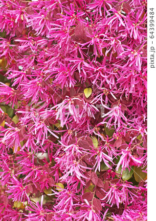 トキワマンサクの生垣 64399484