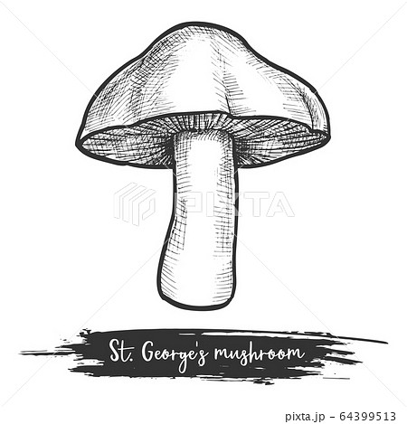St. George s mushroom vector sketch illustration 64399513