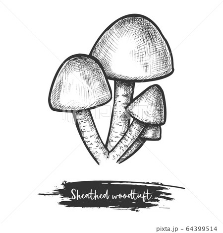 Sheathed woodtuft. Vector sketch of clustered mushroom 64399514