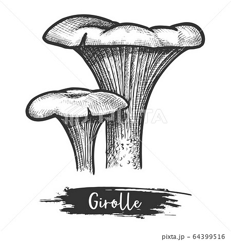 Sketch or vintage illustration of golden chanterelle Sketch or vintage illustration of golden chanterelle 64399516