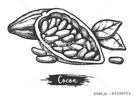 Cacao Fetus Or Sketch Of Cocoa Pod Sketchingのイラスト素材