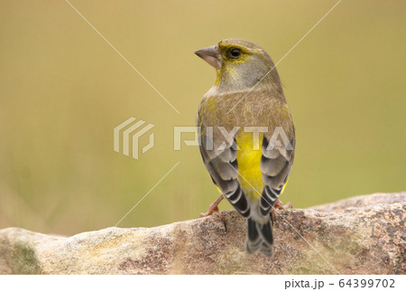 European Greenfinch ( Carduelis chloris ) 64399702