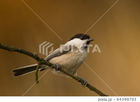Willow Tit (Poecile montanus) 64399703