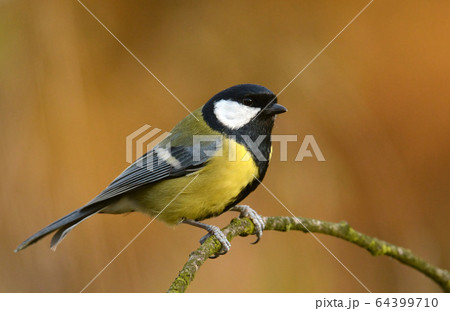 Great tit 64399710