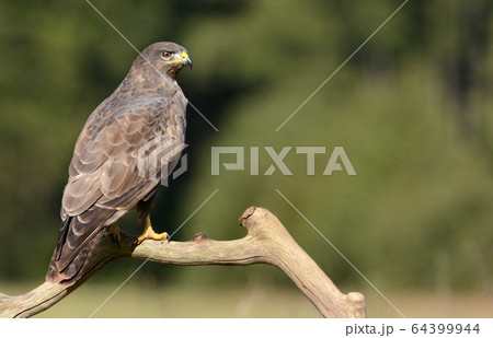 Common buzzard (Buteo buteo) Common buzzard (Buteo buteo) 64399944