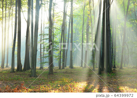Morning in the forest 64399972