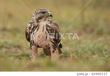 Common buzzard (buteo buteo) Common buzzard (buteo buteo) 64400117