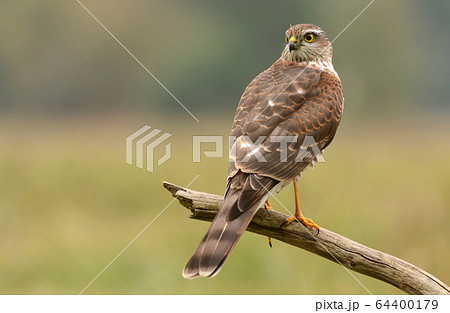 Eurasian sparrowhawk 64400179